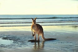 Einreiseinformationen und Wissenswertes zur Schwule Reise Australien